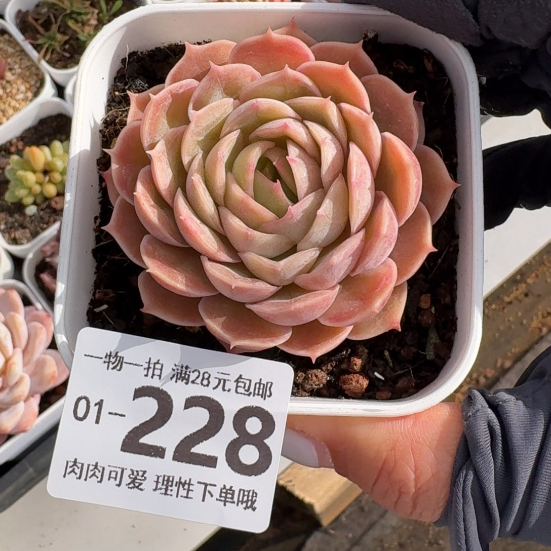 昂斯诺无盆土发货无