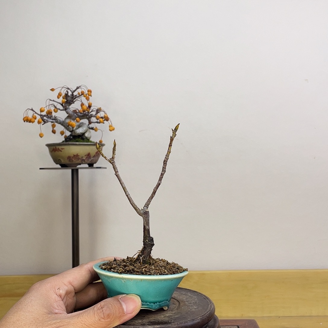 木本细叶无花果盆栽