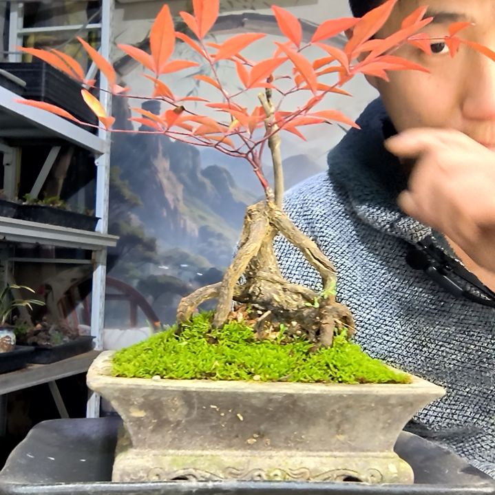 蓝***中青园艺一物一拍花73