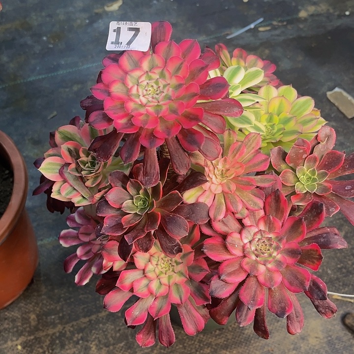 嫁接法师是177777