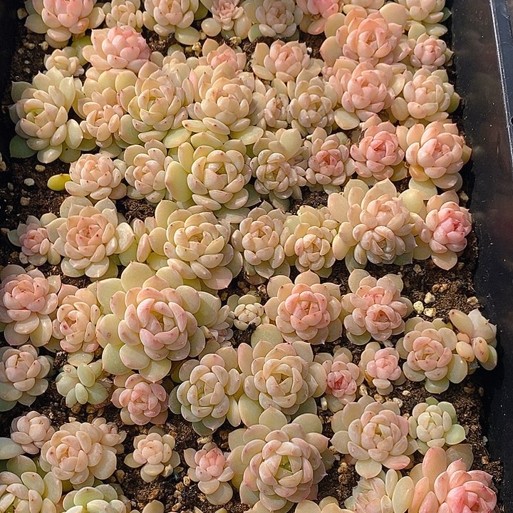 191 多肉植物盆栽花卉盆栽