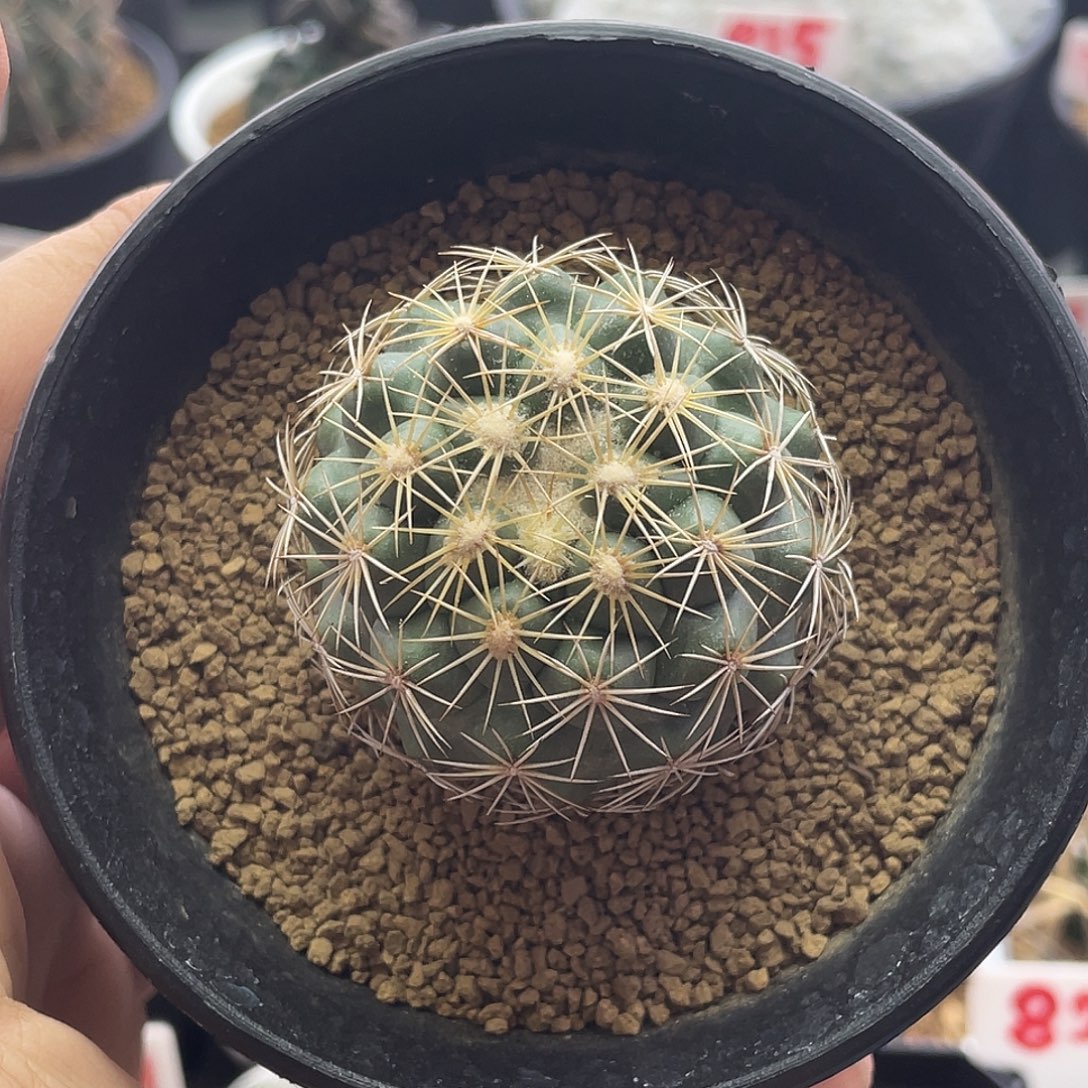 实生顶花球属 凤舞九天丸