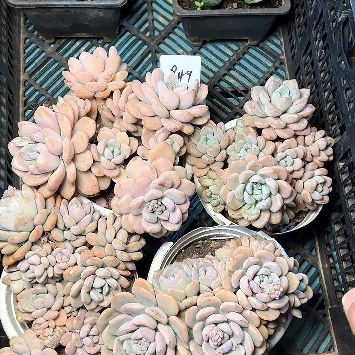 849/////////////////