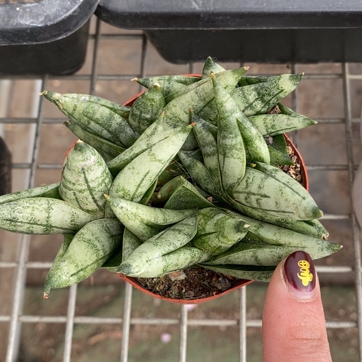 伯克利和格蕾纳的故事也是