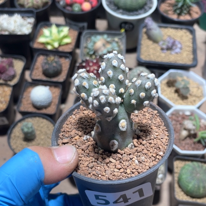 541削壶团扇多头