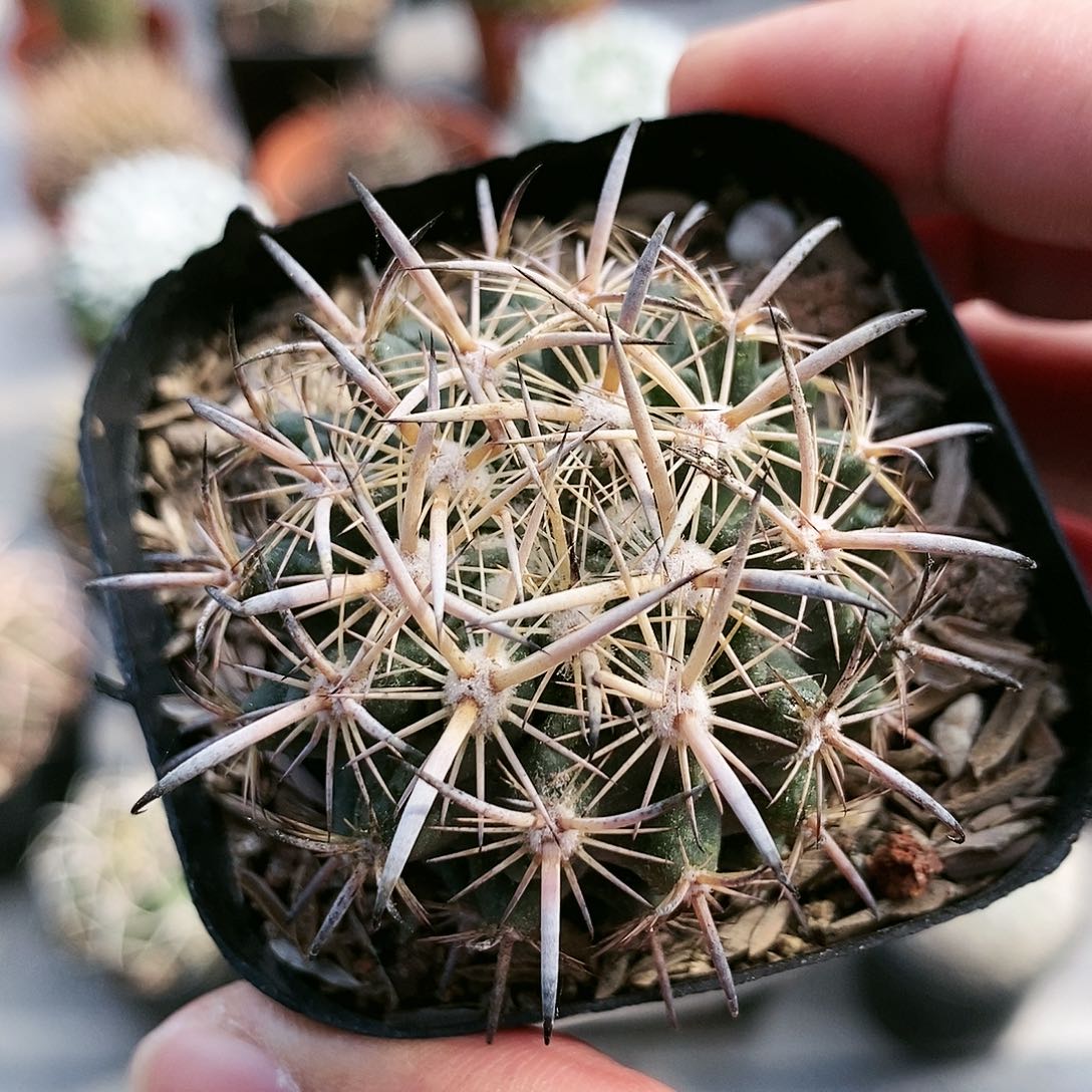 474虎爪玉哈哈哈哈哈