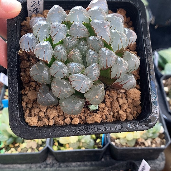 潘灯玉露一物一拍