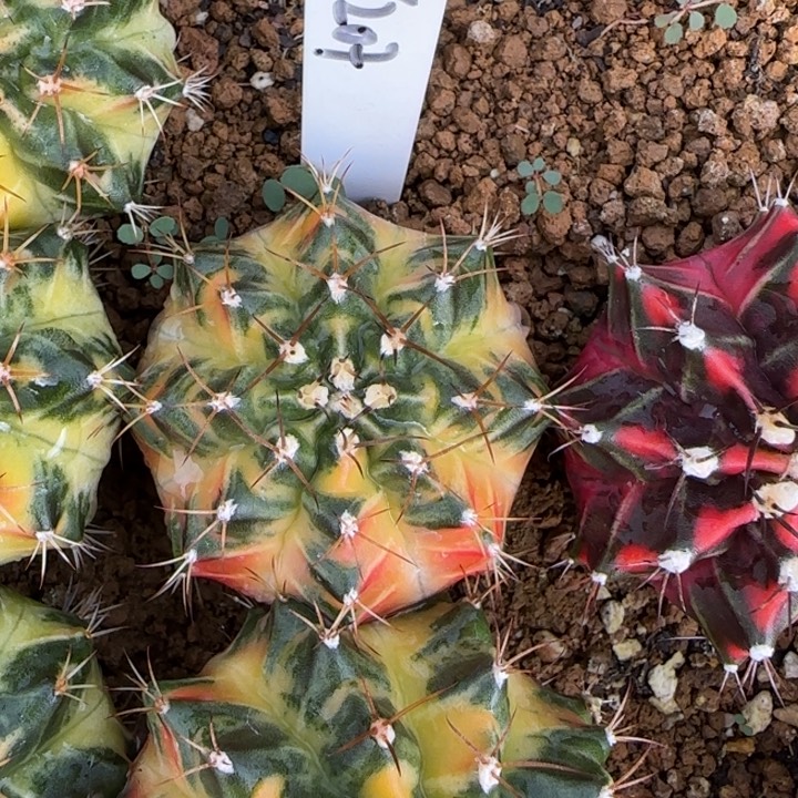 207-0110太阳后裔泰国发货多肉