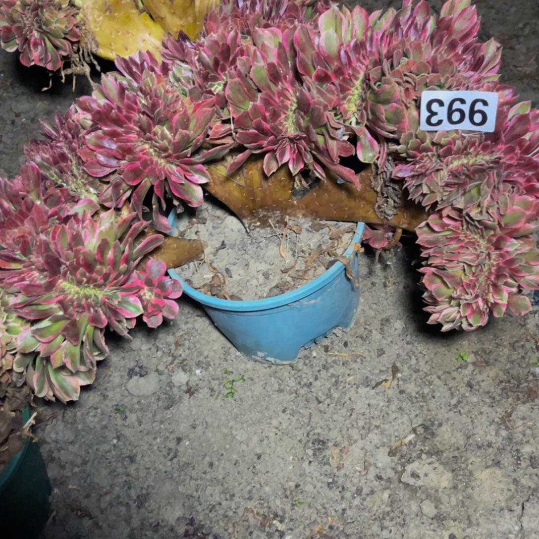 女郎法师16//////14