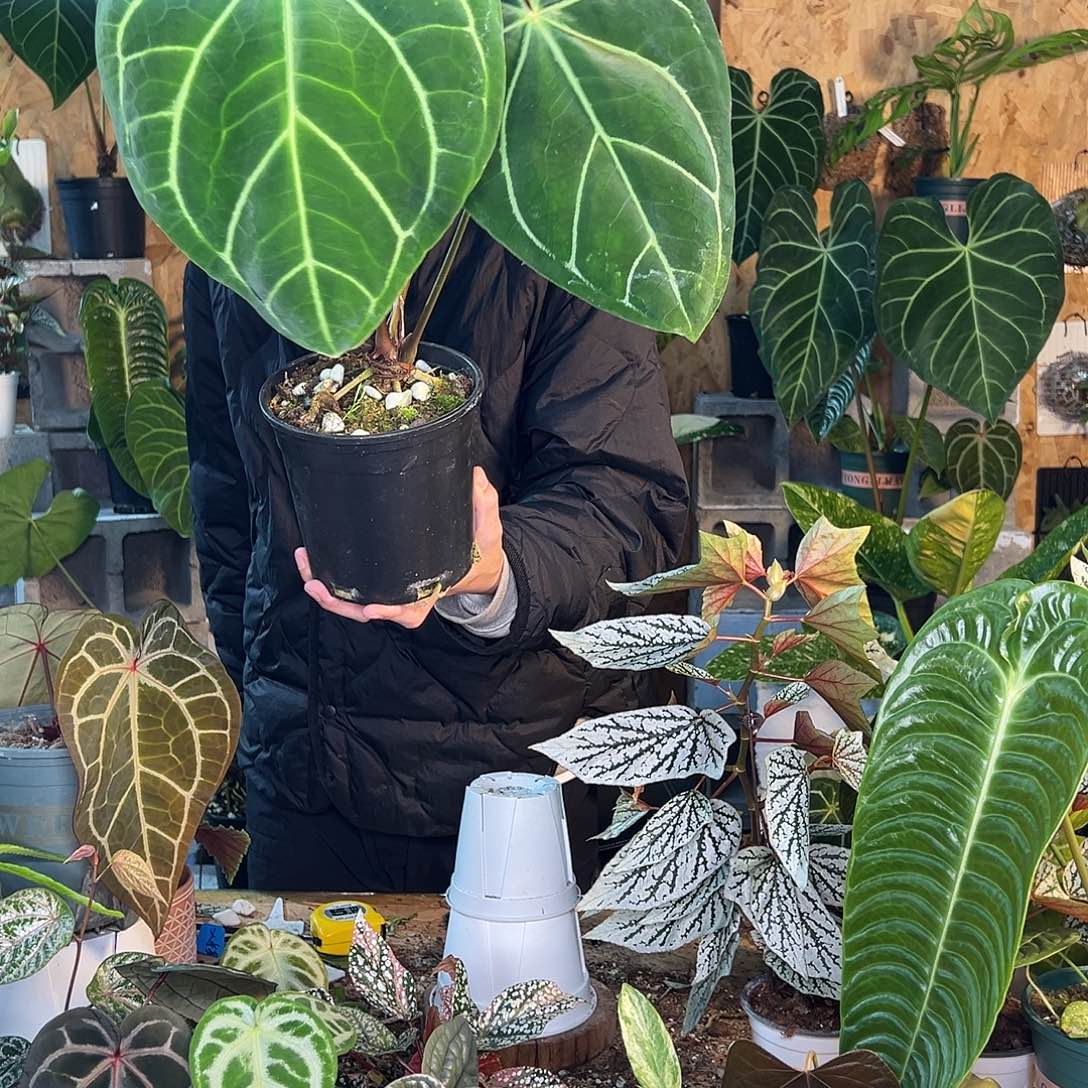 完全开放B09老桩花烛