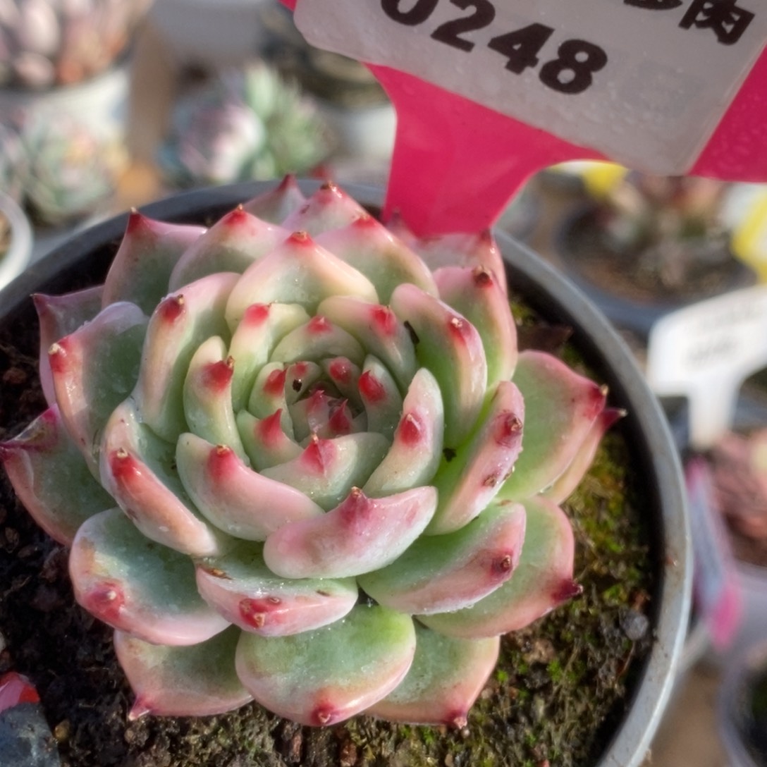 248吉娃娃锦锦锦锦锦锦