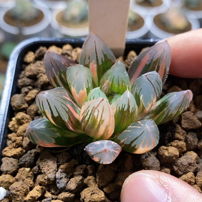 【闪购商品】40黑葡萄