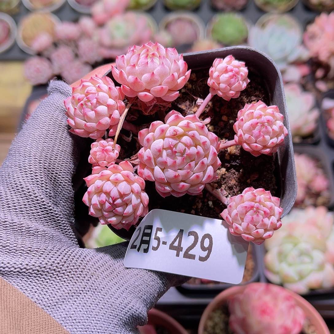 花05-429小粉莓群生