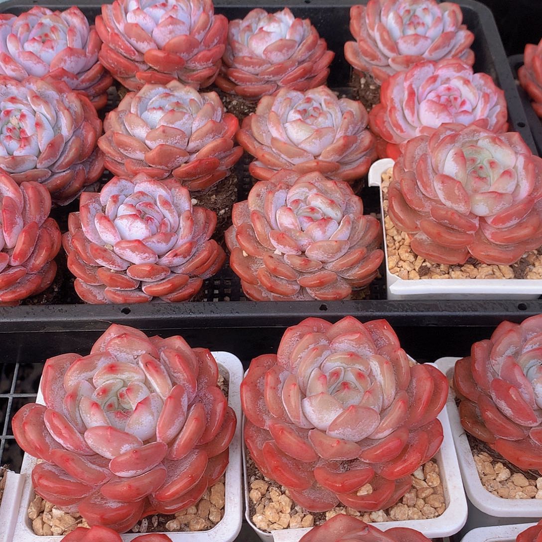 仙女橙35667889900000