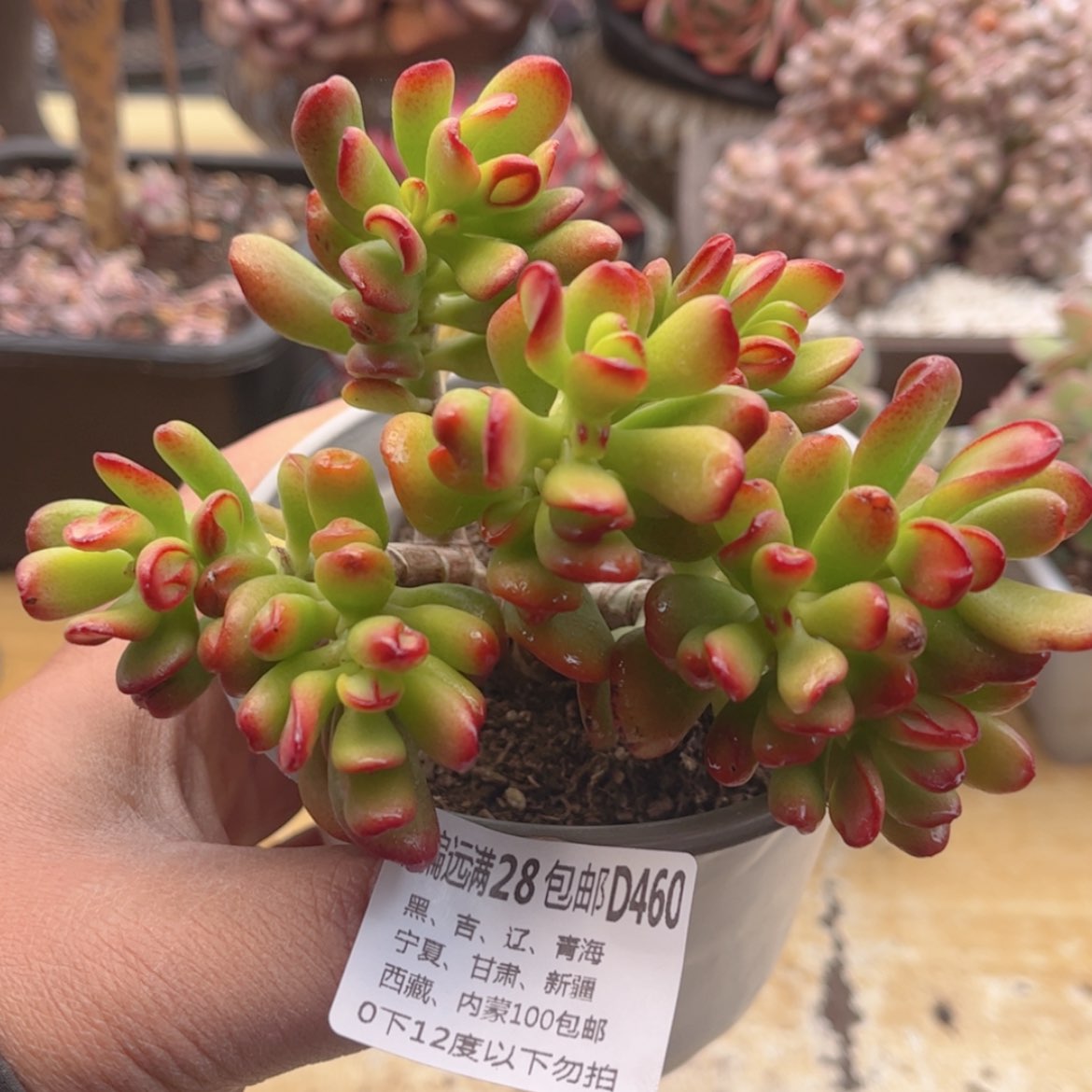 【闪购商品】460吸财树