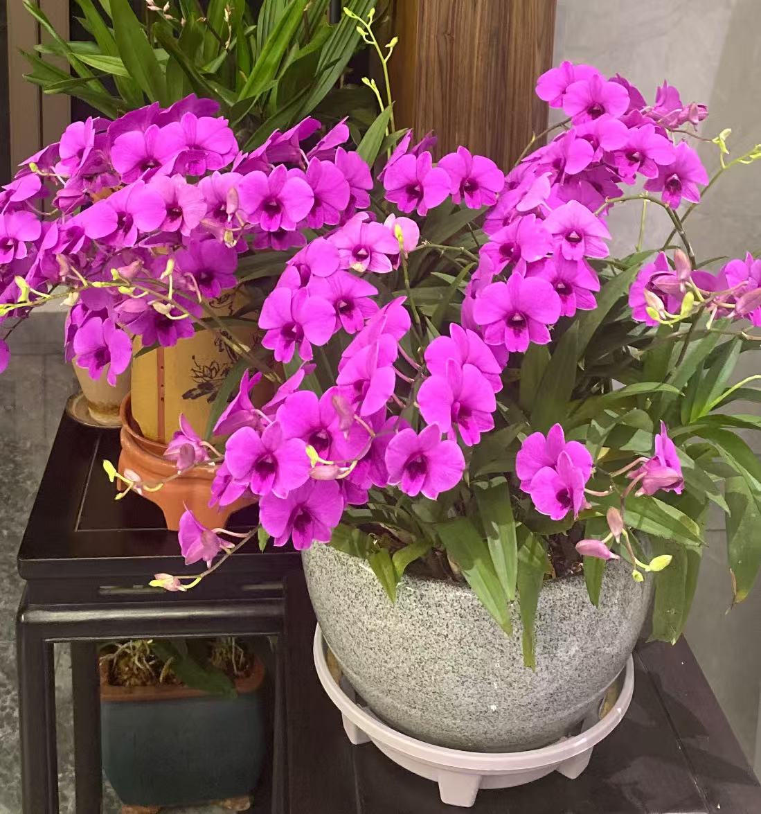  【李先生】石斛兰（朝阳）室内阳台观赏花