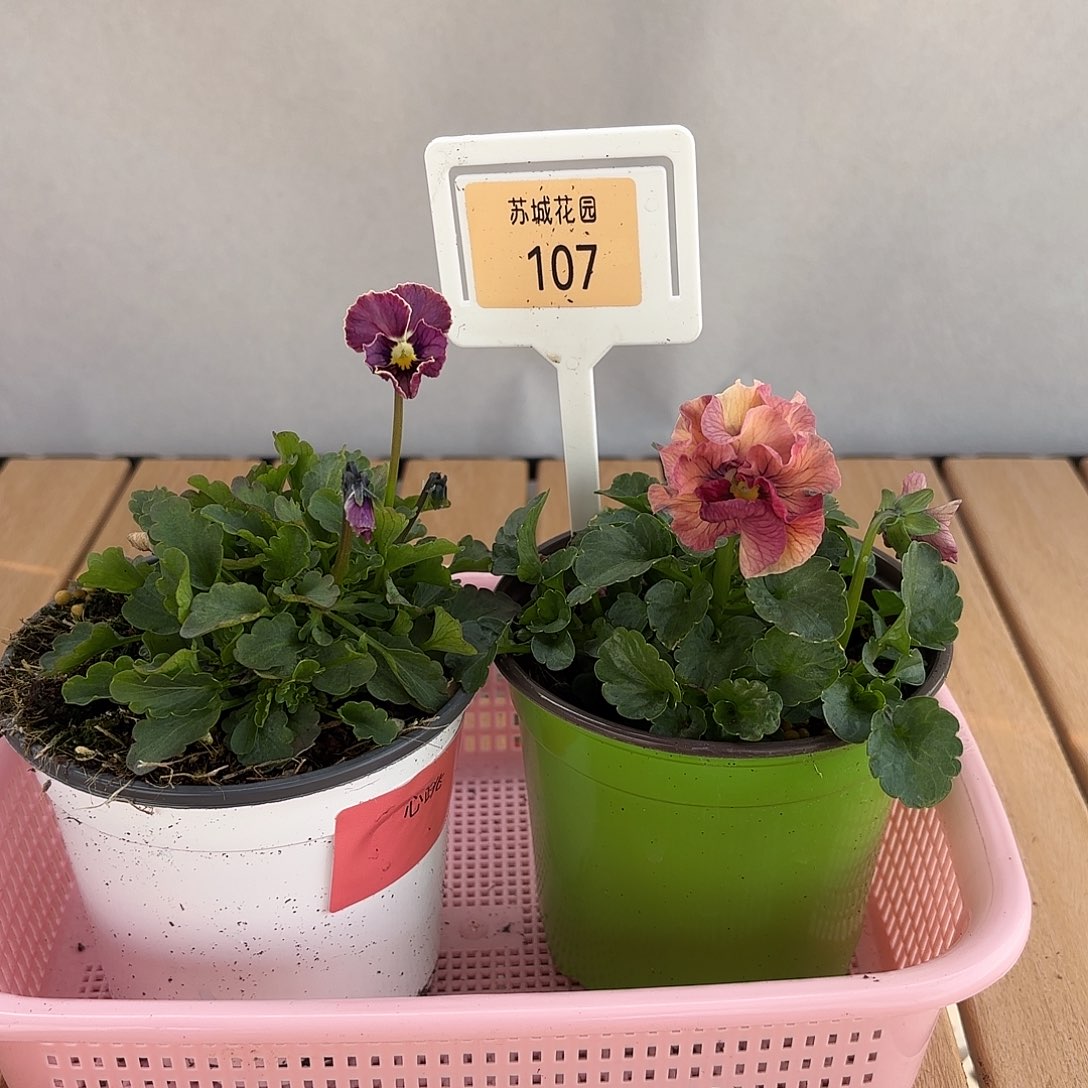 大部分开放少量花苞107