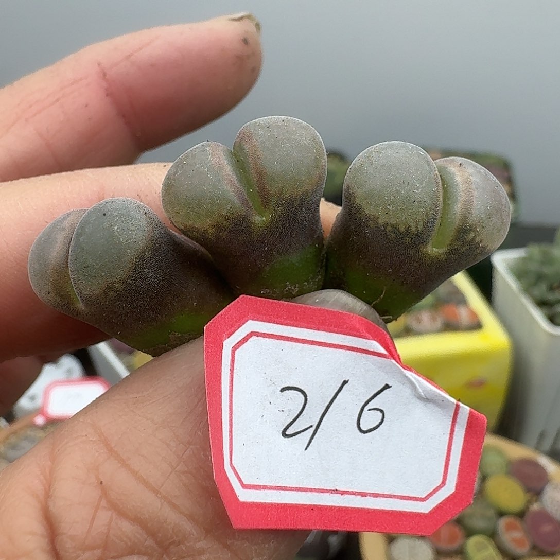 216多肉哈哈哈哈哈哈哈