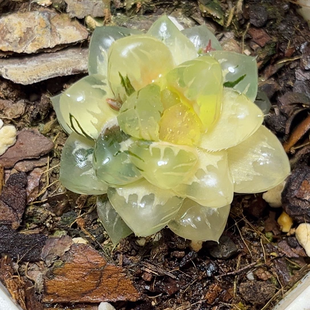 恭喜发财大吉大利940水中月