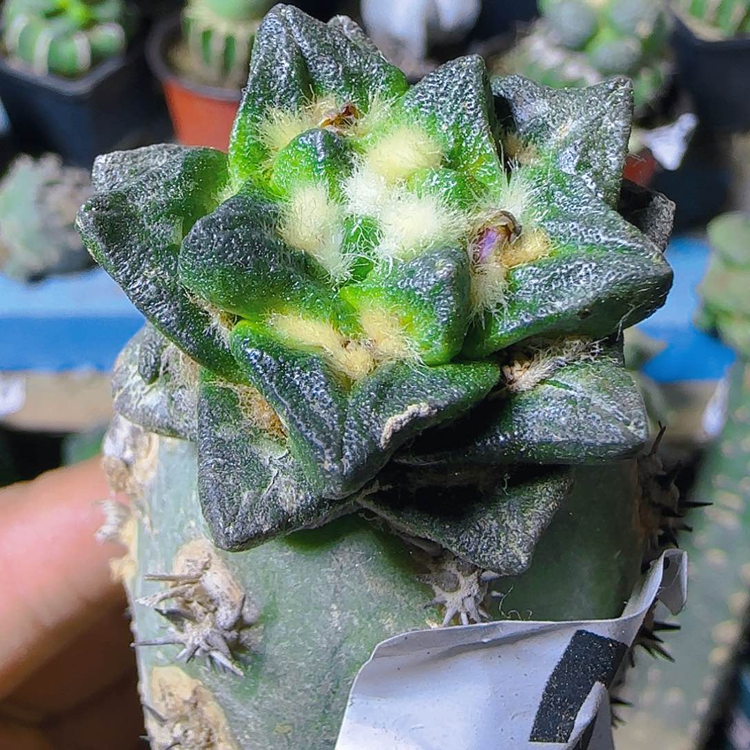 短尤龙角298仙人球