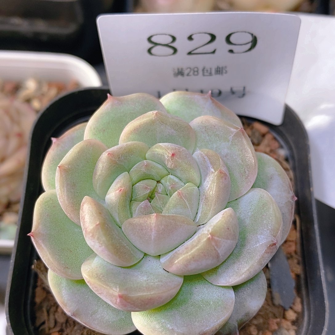 【闪购商品】云829