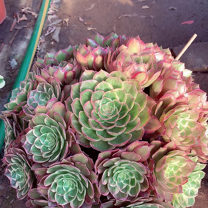 莲花座，多肉植物