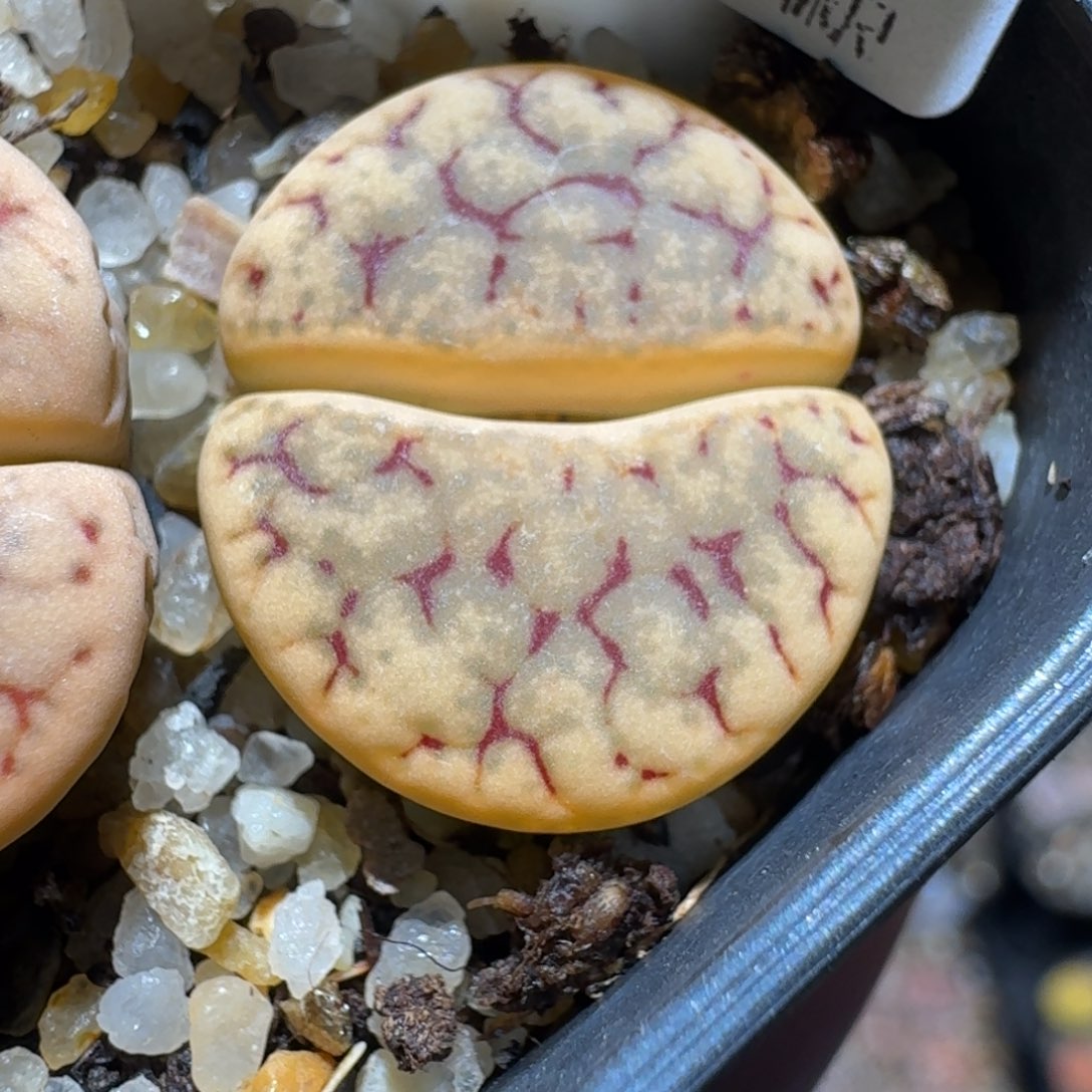 小黄车里捡漏去1352