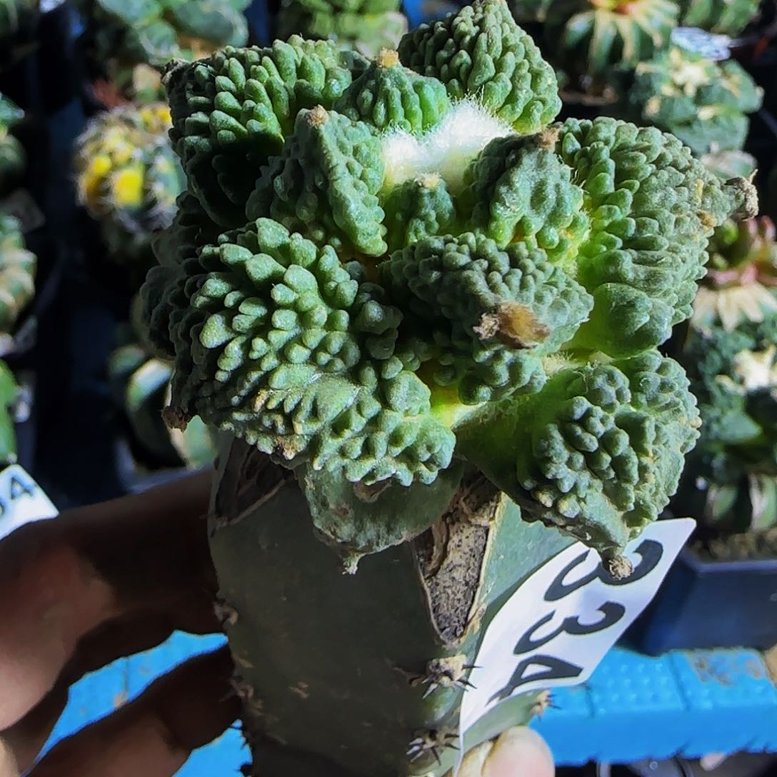 梦幻怒涛334枕木瑕疵