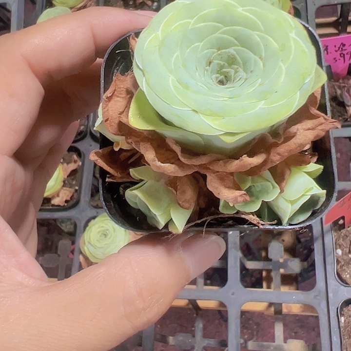 玫瑰精品多肉植物大战