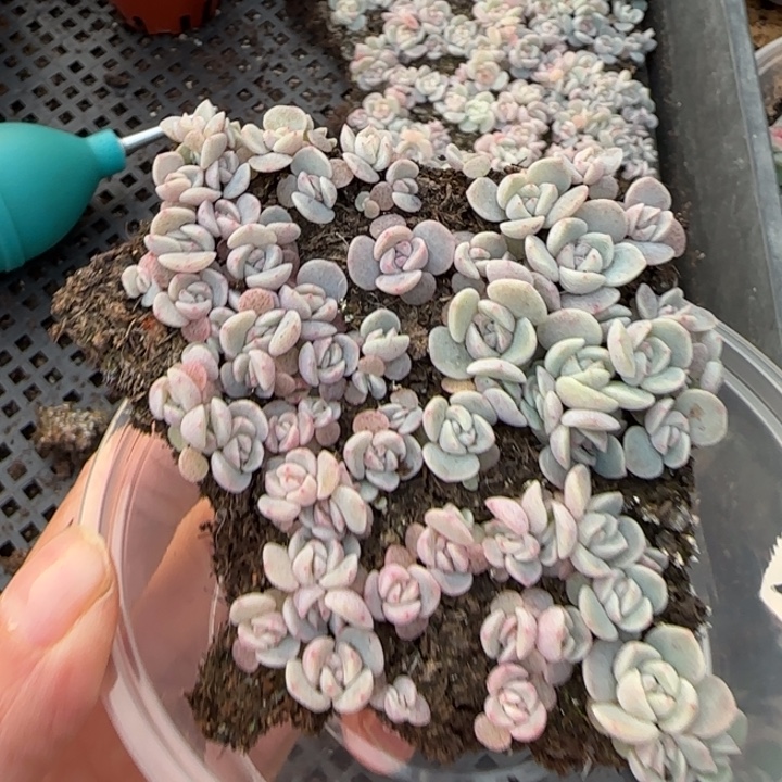 62号王者种播多肉一盒