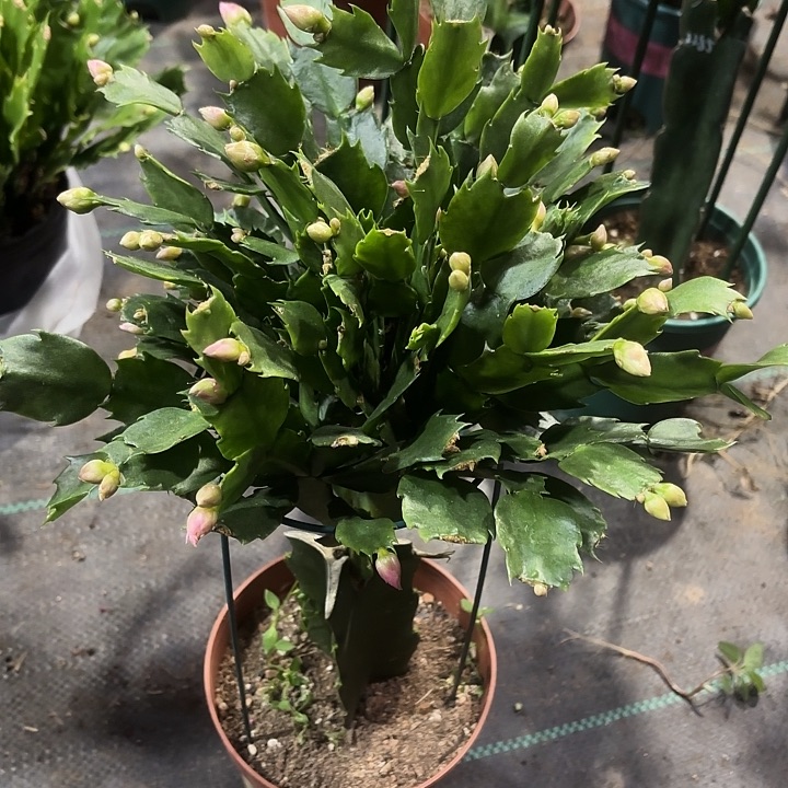 云***朵当前无花栽培后可以开花