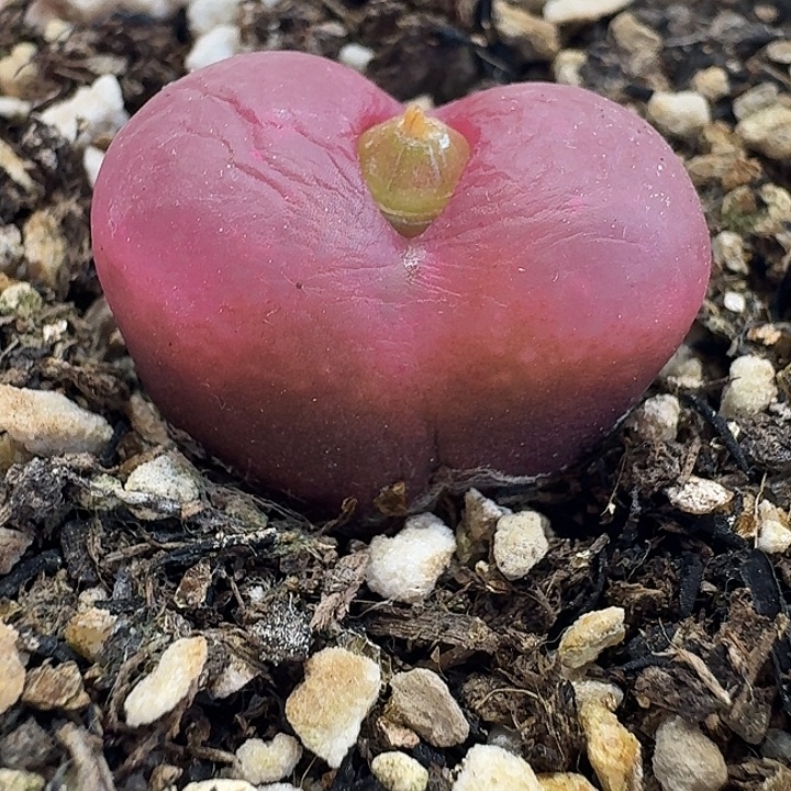 老马生石花2.2吕红468