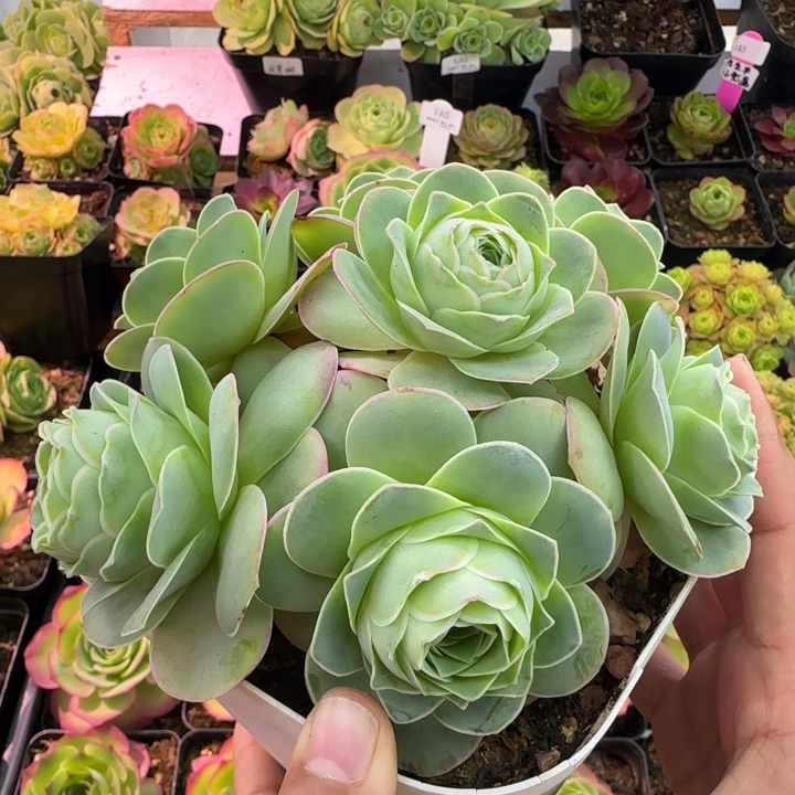 L75半城玫瑰造型