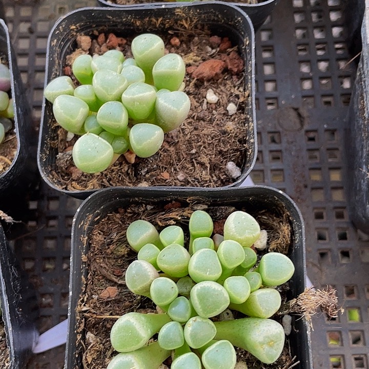 2.8的五十铃玉带盆