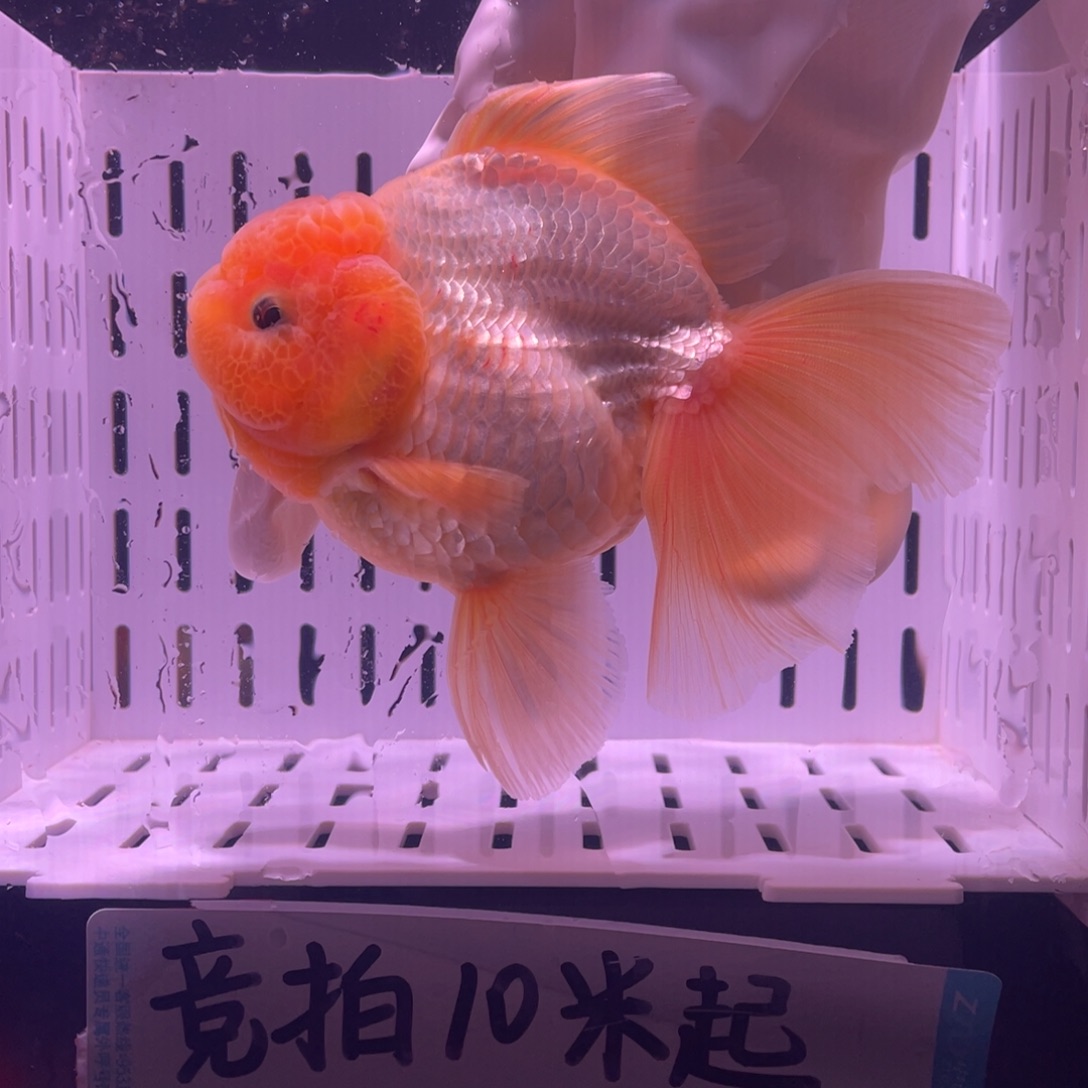 金鱼泰狮金鱼渔场直发