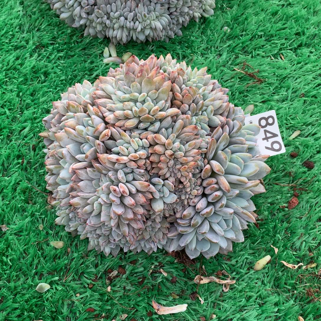 849橙子缀全朵朵多肉植物