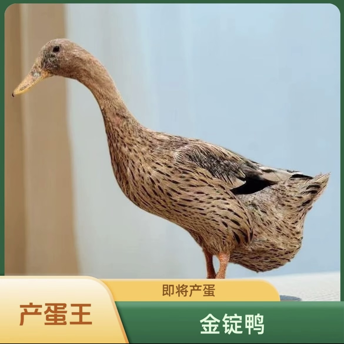 宠物鸭 正宗金锭麻鸭高产绿壳蛋鸭2斤左右发货包邮