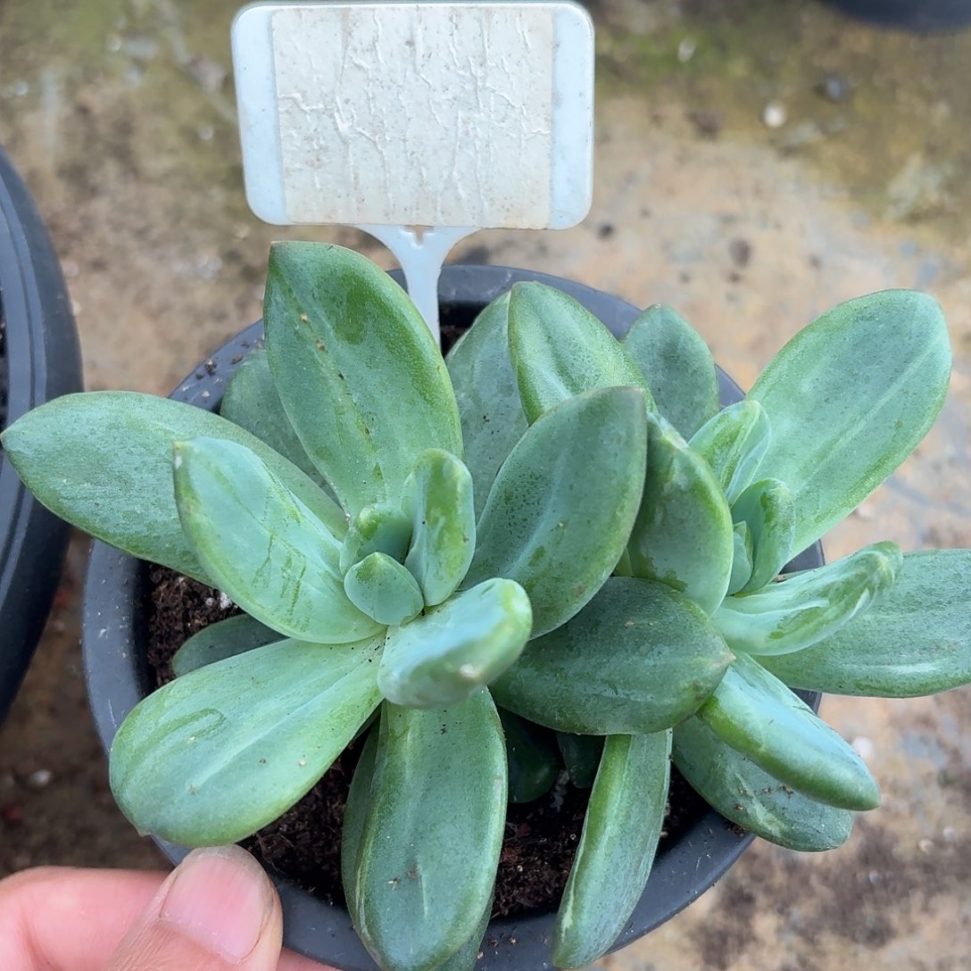 海洋之歌石化1234567891011111