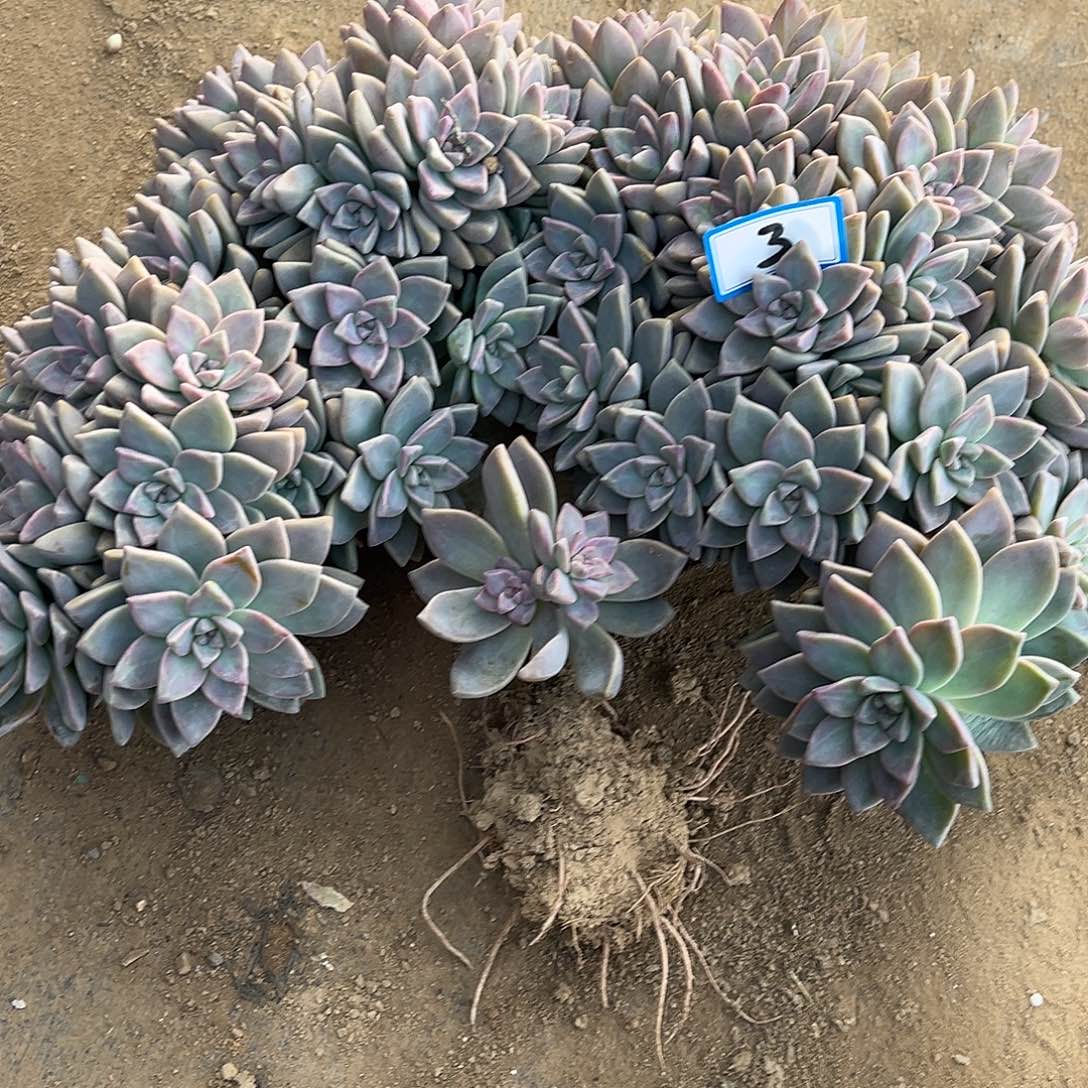 有***味3号淡雪缀化一物一拍