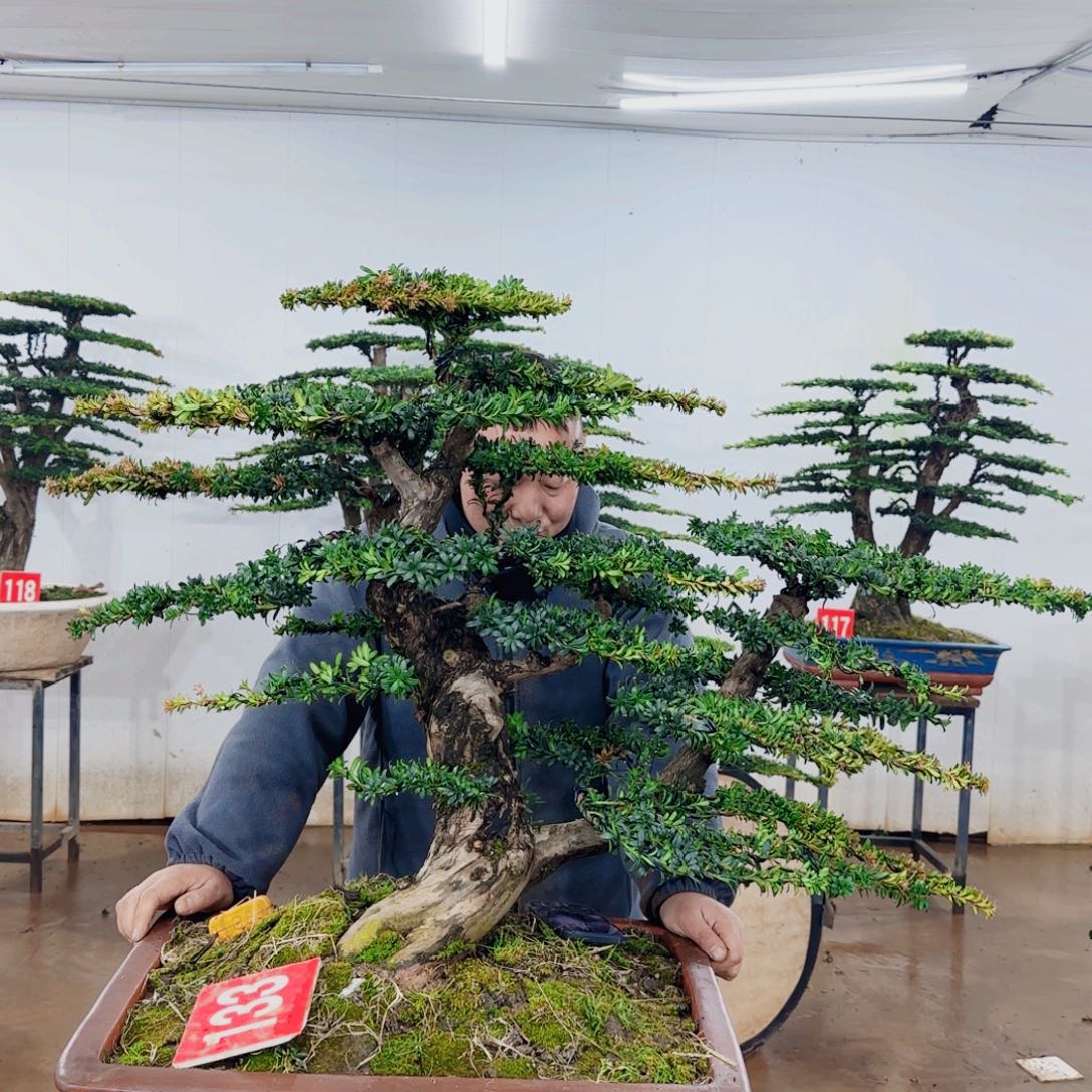 用***7无花朵盆景园林……