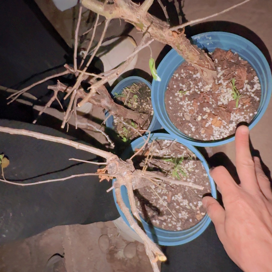 块根植物块根植物