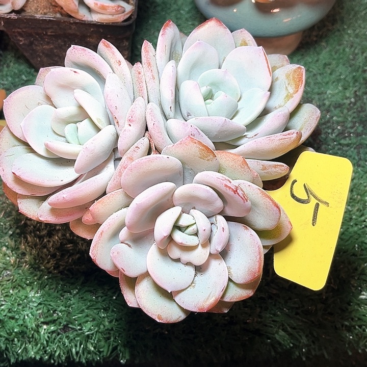 三个头奶茶5号码牌子的话