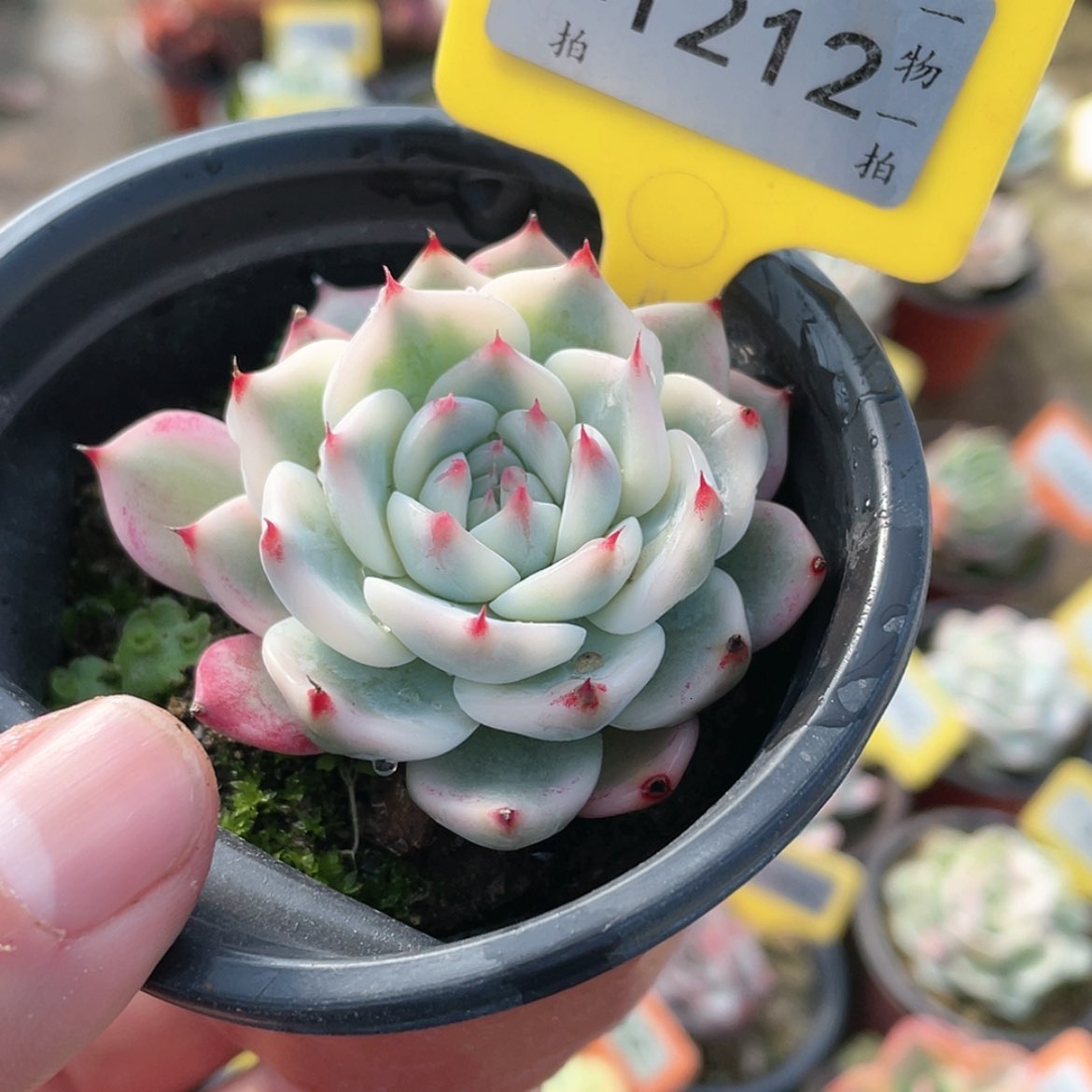 【闪购商品】1212号