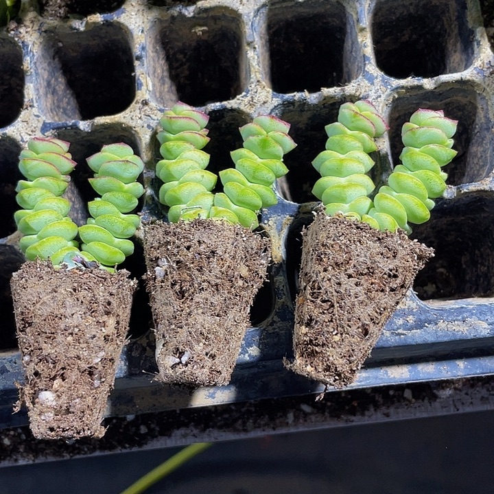 3颗一组小钱串3颗