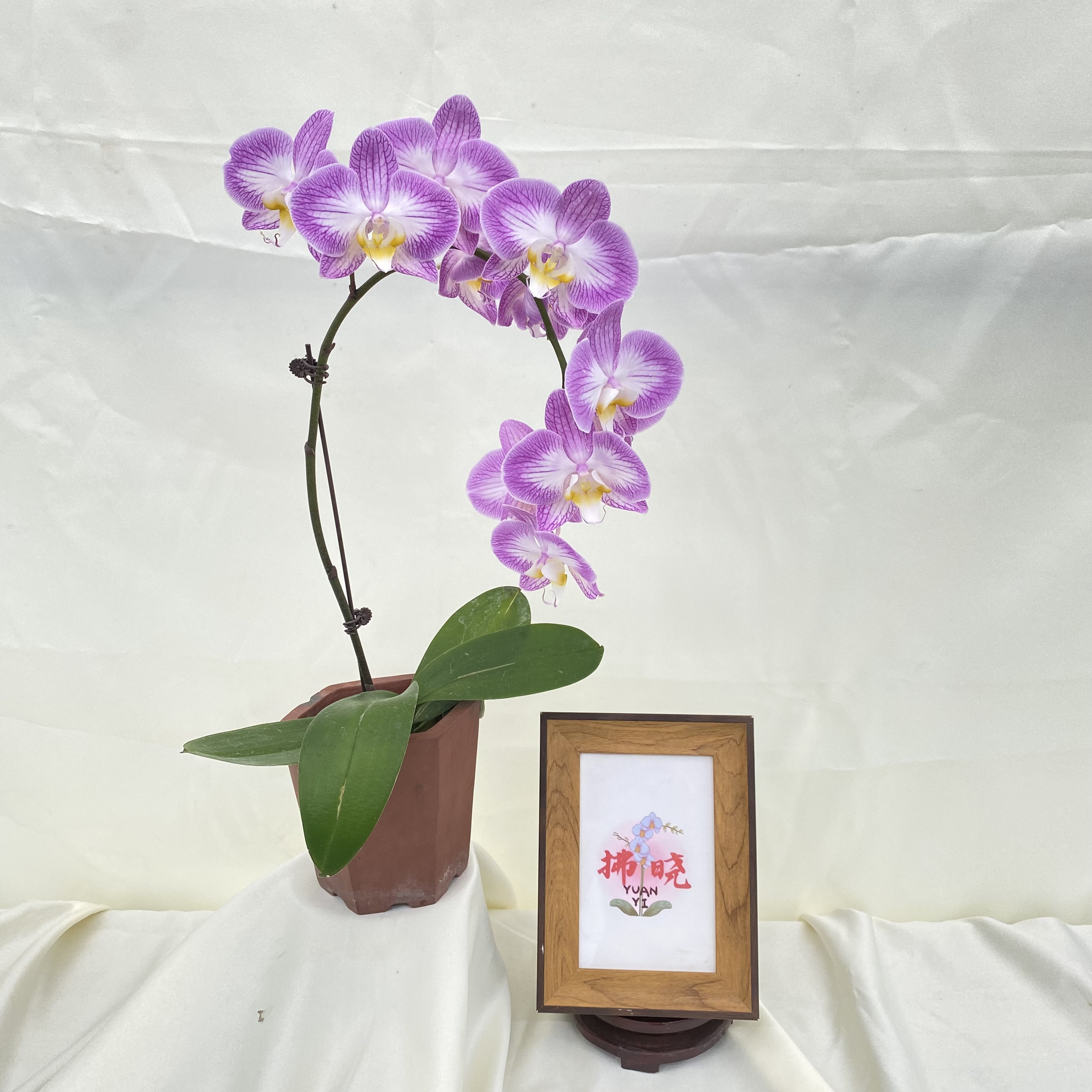 拂晓蝴蝶兰（蝴蝶兰斯普利特带花）开花珠发货