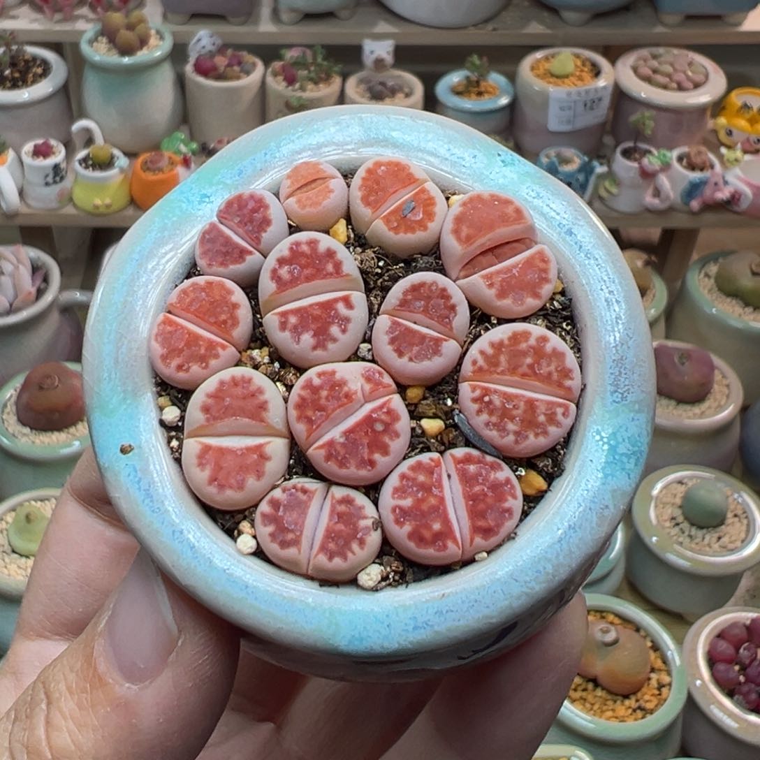 多肉植物128号红色一盆