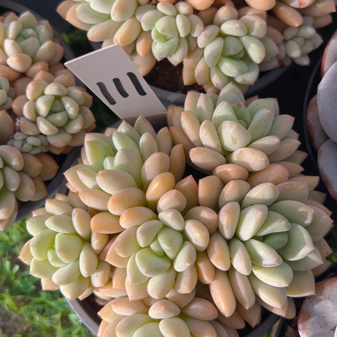 香玉等多种名贵的产品和