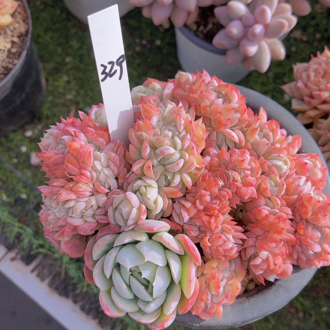 香玉的故事是一个人的故事吗