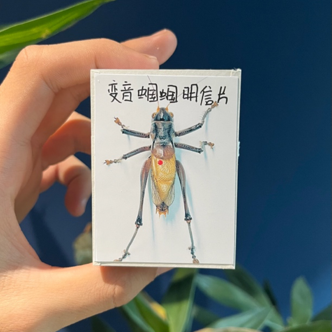 小伟科普好物·水晶蛙叫蝈蝈明信片包装盒一个