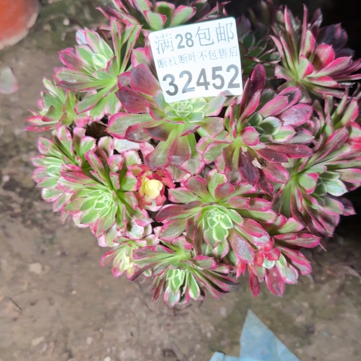 L***u32452天和不包断枝